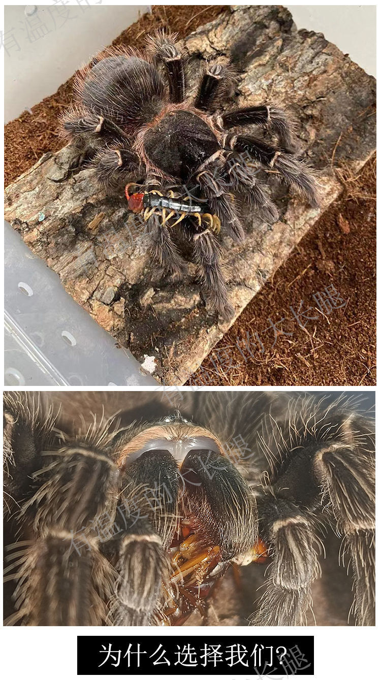 宠物活物蜘蛛 巴西所罗门幼体1-20cm宠物狼蛛入门新手温顺大型巨型