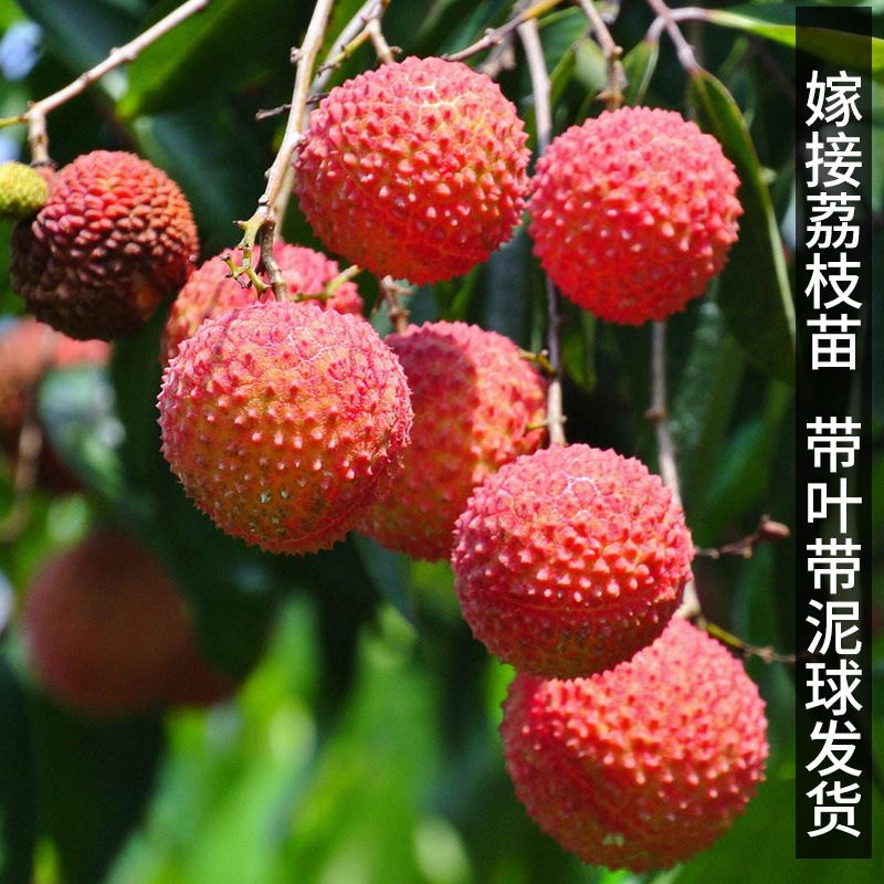 海南荔枝王苗 火山岩荔枝王 无核荔枝果树苗 桂味荔枝树苗 糯米糍荔枝