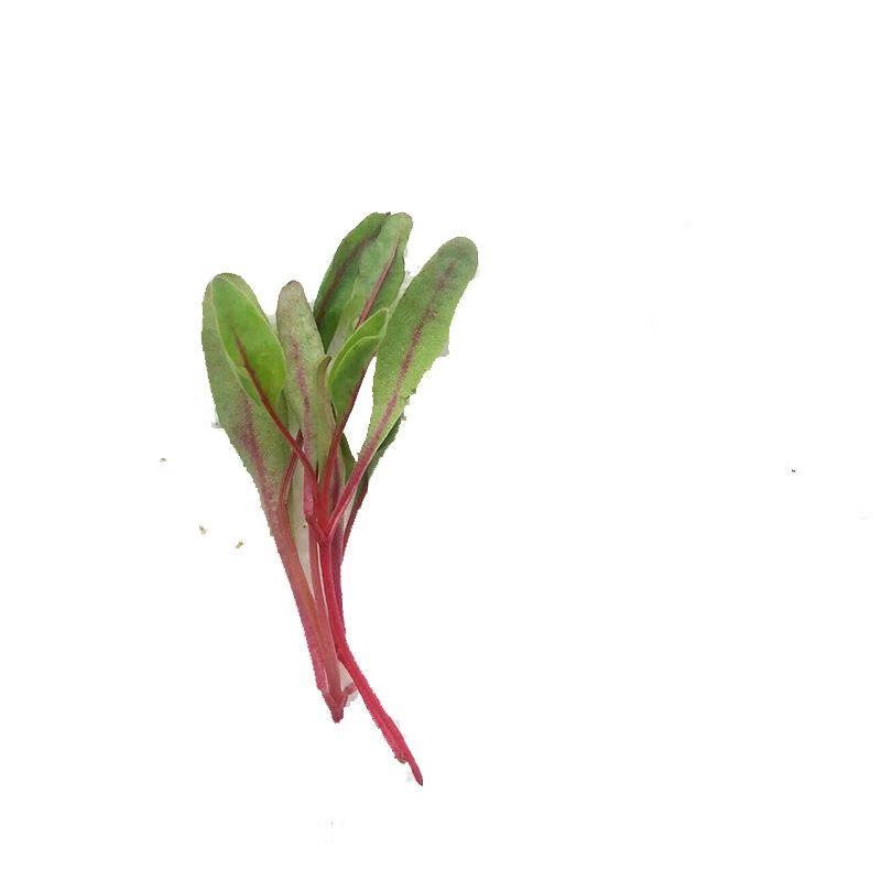 甜菜苗新鲜小牛皮叶可食用芽苗酒店西餐摆盘装饰多规格 二盒【图片