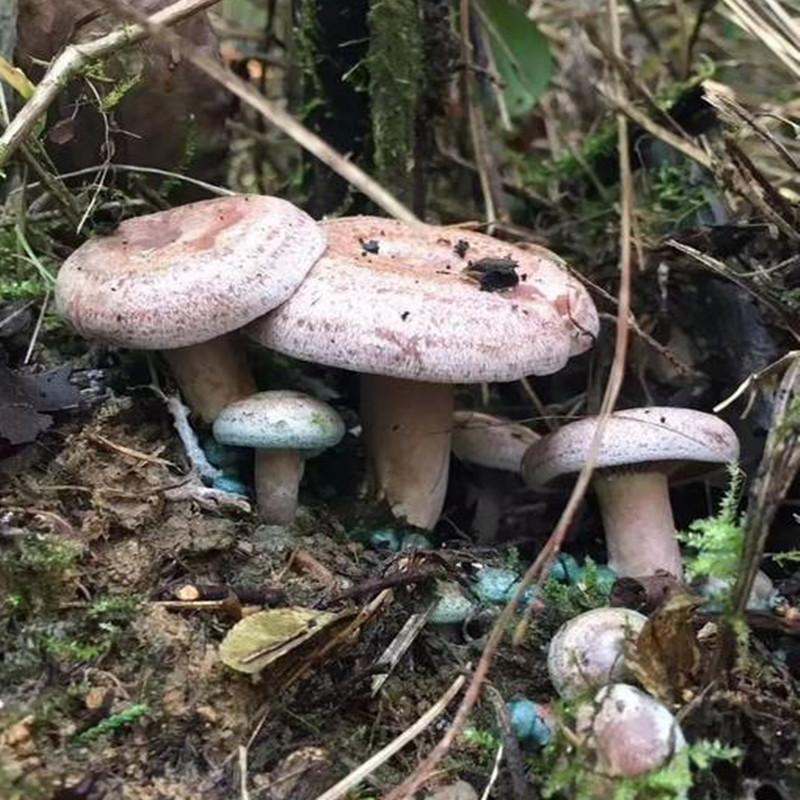 枞树菌现货湖南丛菌不伞边新鲜松乳菇雁来蕈枞树菌雁鹅菌松树菌寒菌 