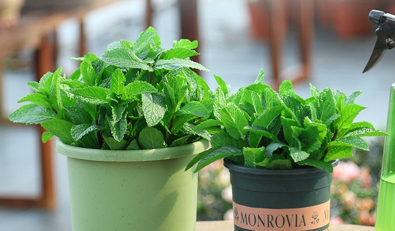 花友 盆栽叶水培植物迷迭香绿植室内盆栽花卉客厅 薄荷1盆(加仑盆) 含
