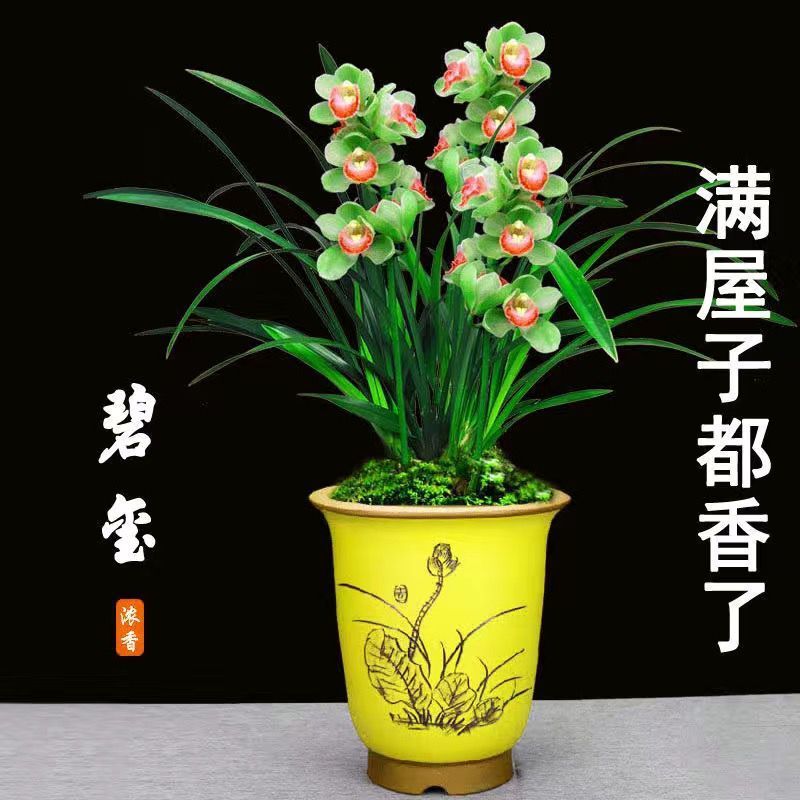 赔本处理浓香型兰花苗墨兰建兰花苞室内绿植盆栽四季好养耐寒红贵人