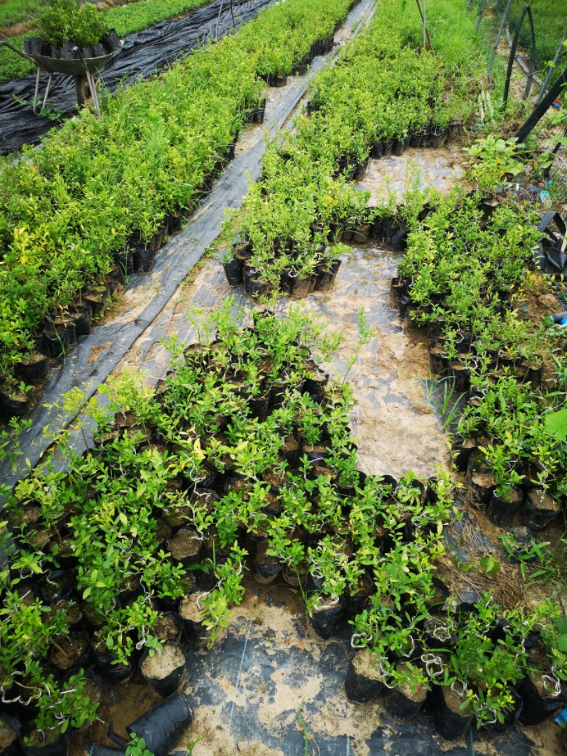 园艺金豆苗金豆盆景苗杯苗已成活的金豆苗 金豆杯苗二级苗2棵 带盆栽