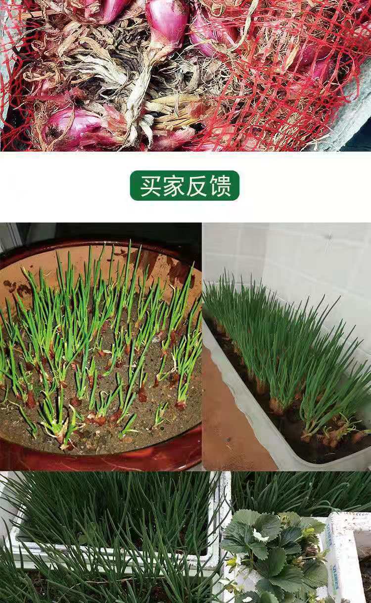 四川小香葱红葱头紫皮葱头 火葱四季葱种炸葱油酥干葱头 红葱3斤装