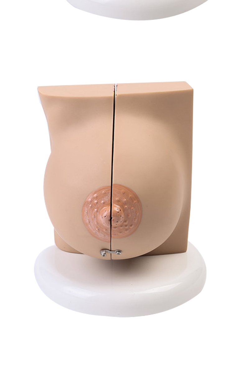 乳房模型胸模型胸部解剖模型静止期哺乳期女性乳房结构造医学教学静止