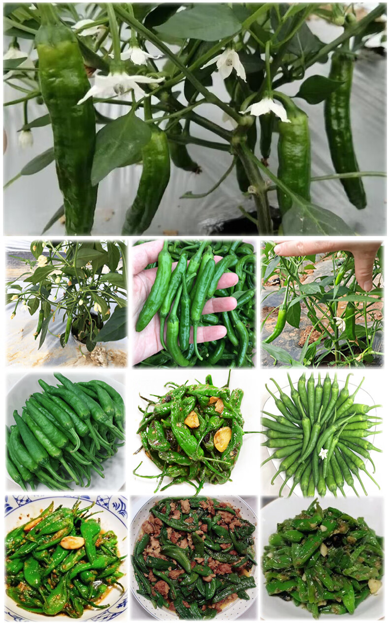 湖南本土小辣椒新鲜虎皮青椒正宗农家辣椒皱软皮嫩辣椒青港椒现摘1000