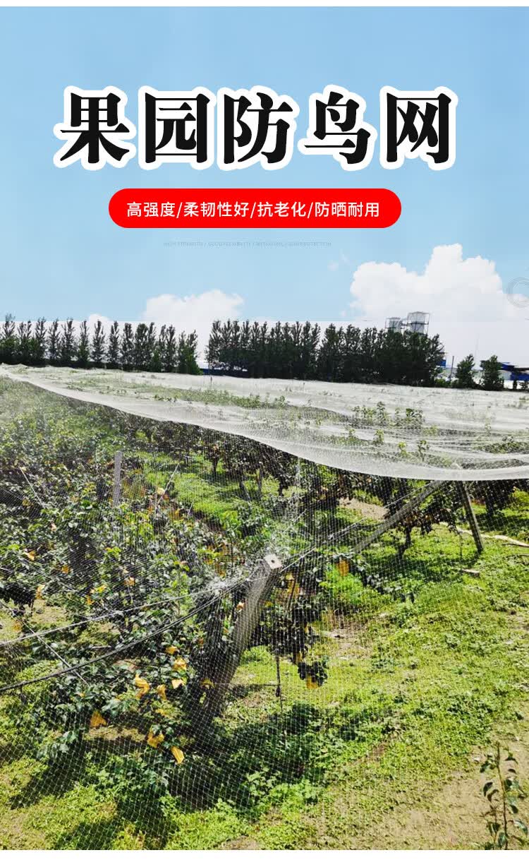 朵儿美果园防鸟网果树大棚防护网樱桃葡萄防鸟用网鱼塘养殖尼龙网全新