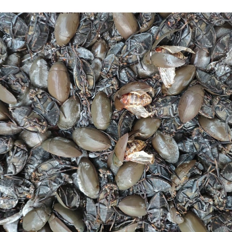 速冻黑龙虱濑尿龟新鲜速冻黑龙虱水蟑螂濑尿龟水龟子鱼鳖虫水耙子 500