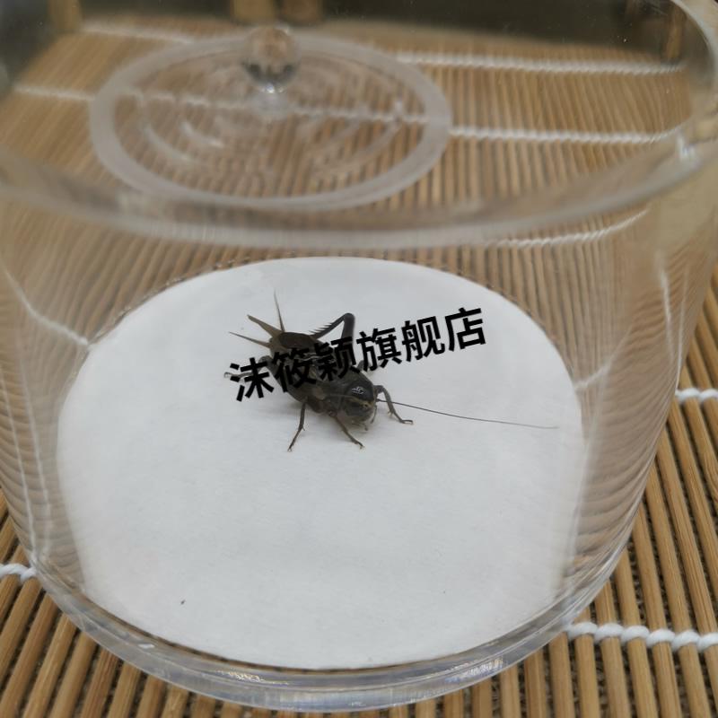 蛐蛐罐新款蟋蟀蛐蛐蝈蝈油葫芦竹蛉鸣虫用品用具亚克力观赏透明叫罐策