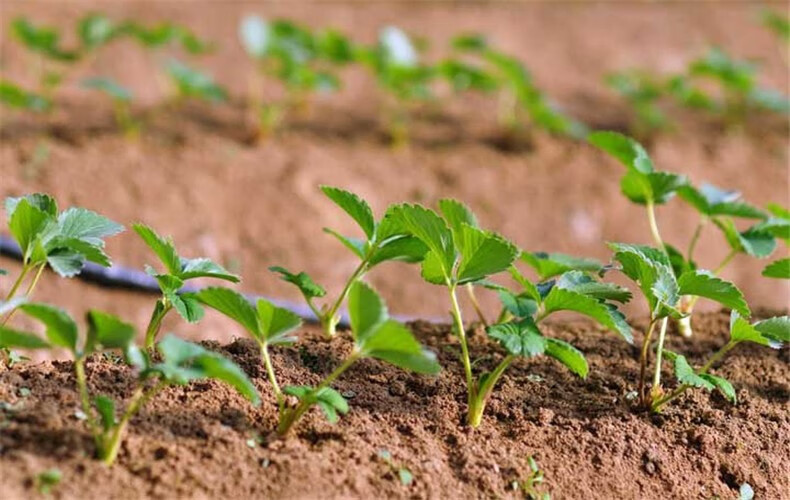 四季草莓苗果树苗庭院阳台盆栽地栽草莓苗嫁接果树苗奶油草莓盆栽苗四