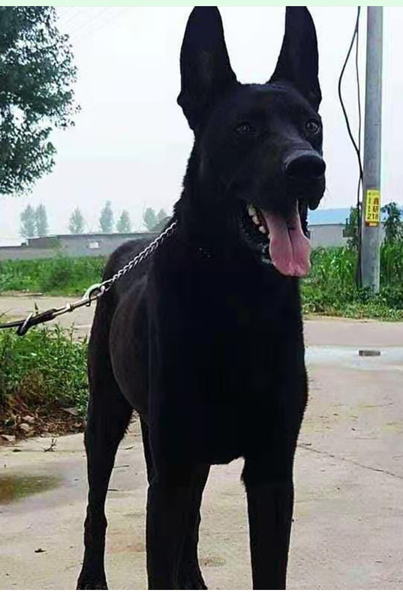 大型纯黑墨界黑狼犬纯种中华黑狼幼犬看家护院狼狗幼崽黑狼犬活体