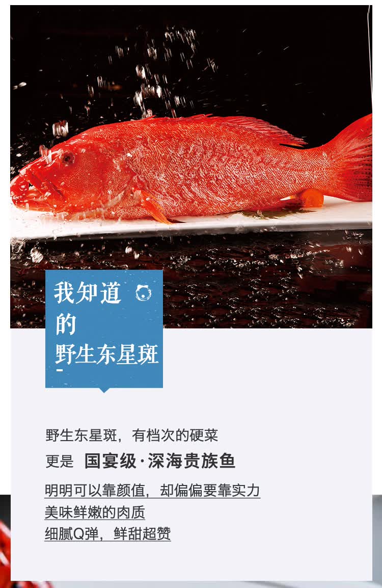 铭心顺丰冷链现捕新鲜东星斑石斑鱼鲜活燕尾斑深海海鱼瓜子斑海鲜水产
