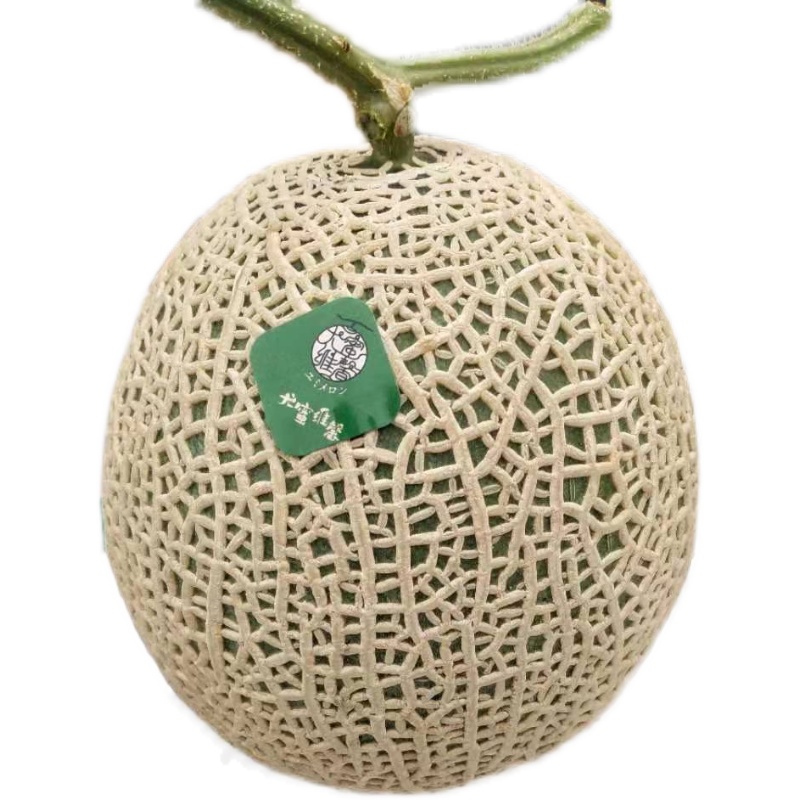 静冈夕张皇冠t字白印啫喱网纹玫珑蜜瓜哈密瓜玫珑瓜1颗日本引种 1500g