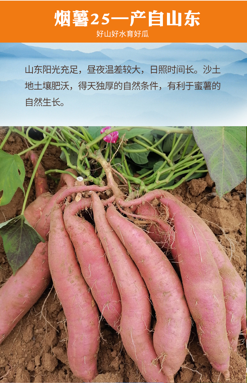 烟薯25号山东烟台蜜薯烤地瓜红薯农科院新鲜现挖流