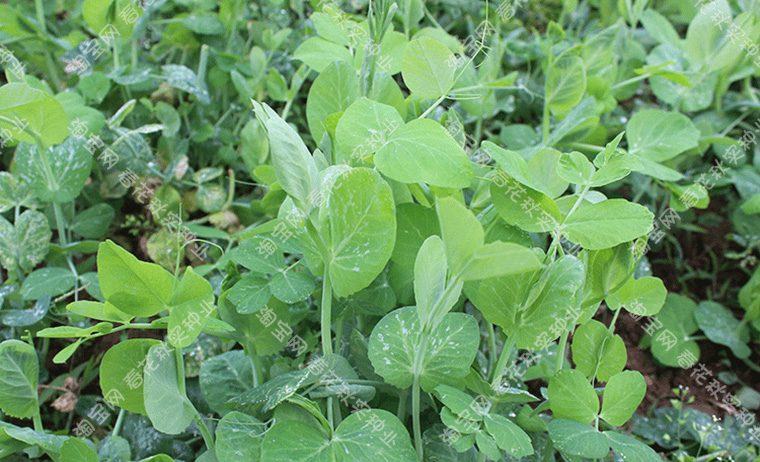 嫩绿甜脆豌豆苗菜种子春季秋季蔬菜豌豆尖籽味甜清香无纤维易种豌豆苗