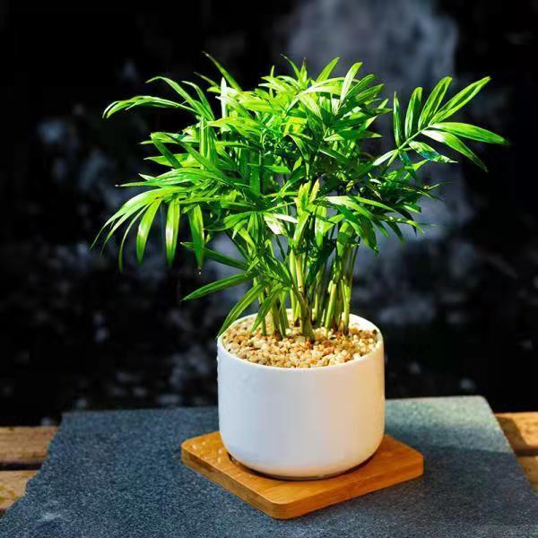 富贵椰子富贵椰子树植物室内办公室客厅水培绿植花卉袖珍椰子盆栽室内
