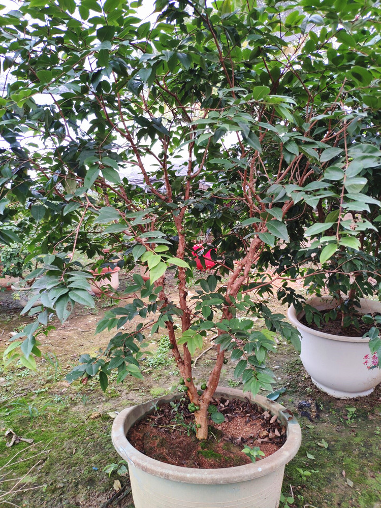 芊阙嘉宝果树苗树葡萄苗正宗四季红妃嘉宝果苗ap 四季红妃20厘米高