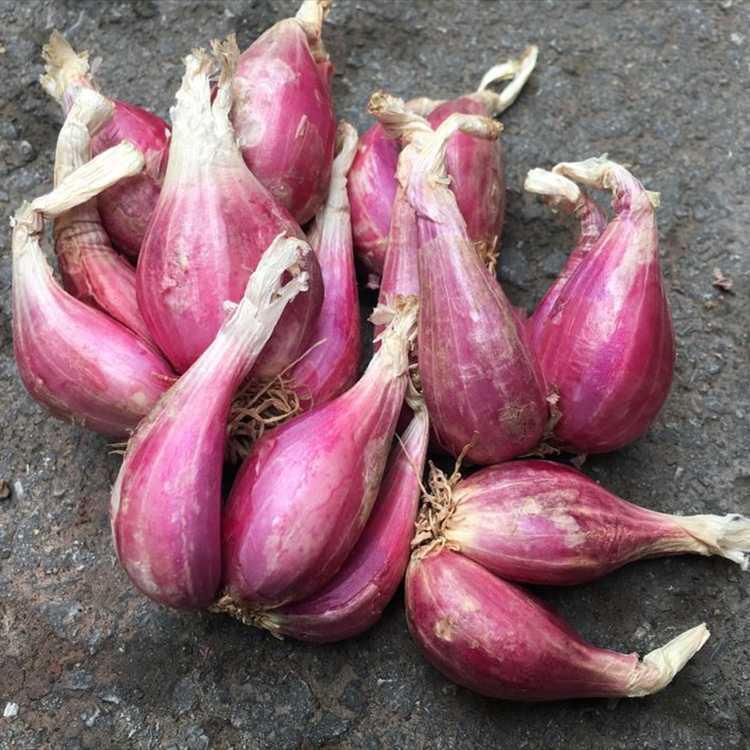 广东红葱头批发10斤干葱头红皮火葱小香葱食用熬油盆栽种植1斤装食用