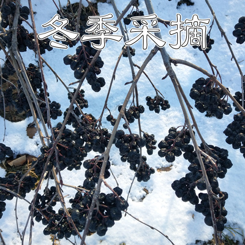 黑果花楸果200克黑果花楸果干足干野樱莓不老莓花青素600克3瓶