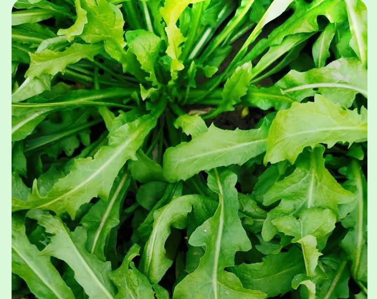 新鲜荠菜地菜现挖野生荠荠菜地丁混沌饺子春卷包子荠菜馅4斤 1500g