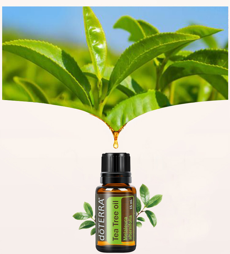 多特瑞精油官网茶树单方精油面部修复祛痘祛印15ml【图片 价格 品牌