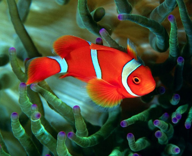 海水小丑鱼活体活物尼莫鱼透红小丑金透红小丑金双带海水观赏鱼运输包