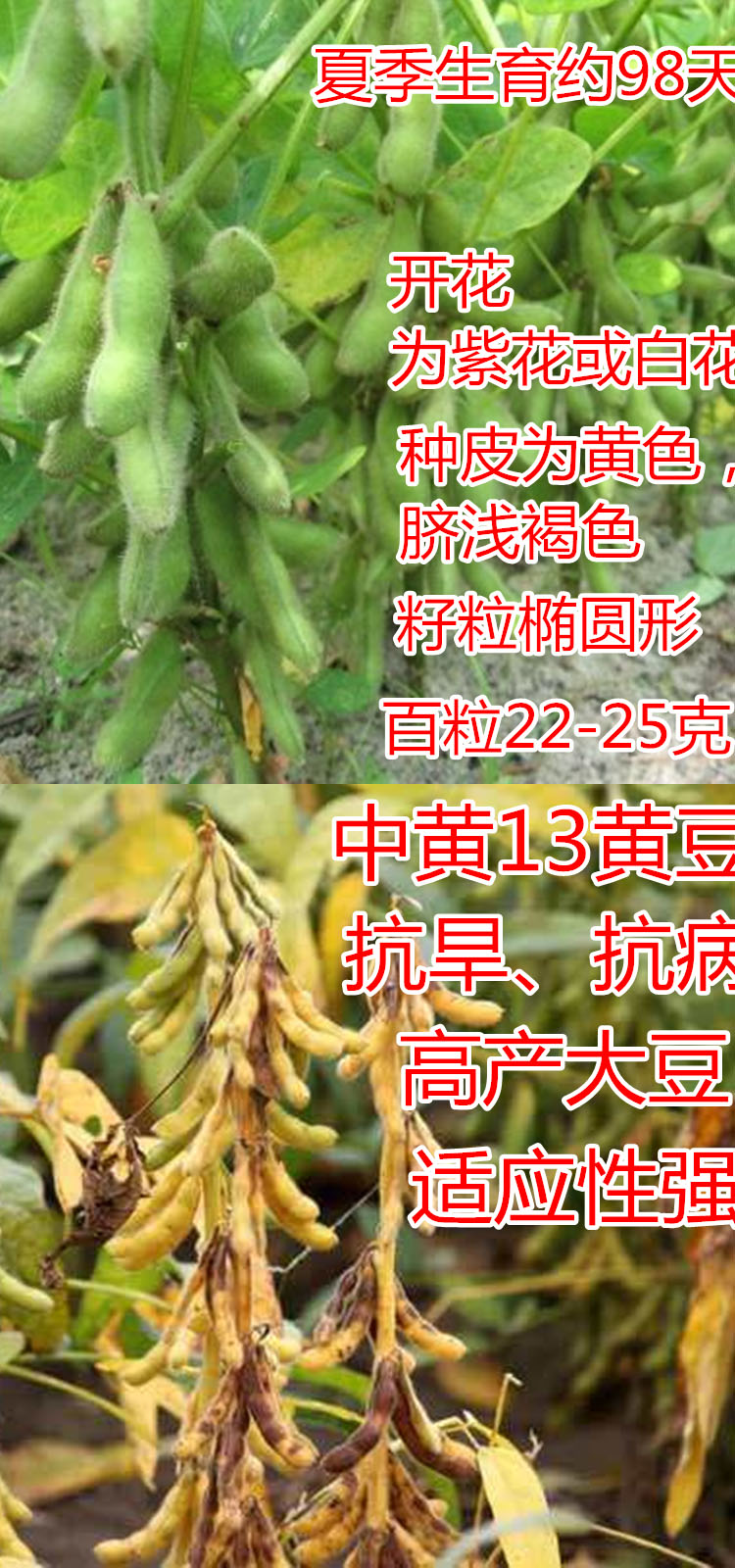 大豆种子农户大面积种植黄豆种籽中黄13中黄57高产亩产千斤中黄5720斤