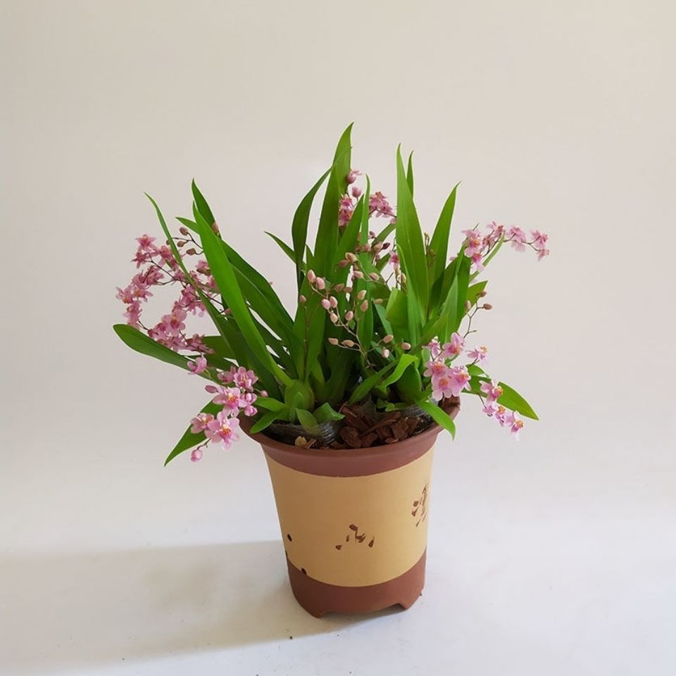 【精选绿植】迷你香水文心兰梦香兰花盆栽浓香跳舞兰蜜糖室内 浓香 梦