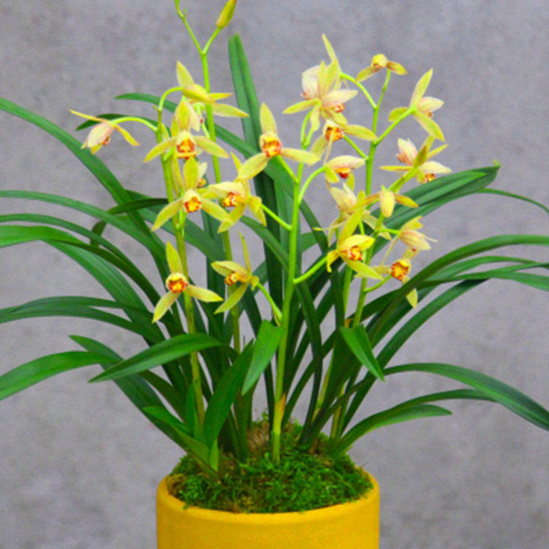 兰花】精品兰花苗盆栽建兰墨兰浓香型室内兰花 凤凰来仪【超香建兰】