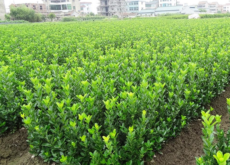 万年青树苗常青冬青苗室外万年青绿化苗小叶瓜子北海道黄杨苗庭院绿篱