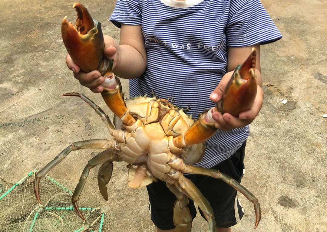 够大够肥自家捕捞超大青蟹1只斤大公蟹肉蟹海鲜送礼大螃蟹鲜活特大三