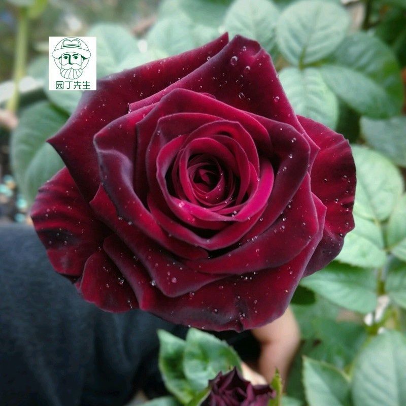 路易十四玫瑰苗四季开花老桩大花黑玫瑰花苗花卉阳台盆栽易活耐寒