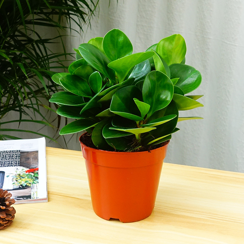 豆瓣绿碧玉盆栽四季常青花卉绿植室内桌面小盆栽电脑 豆瓣绿(吸水盆)