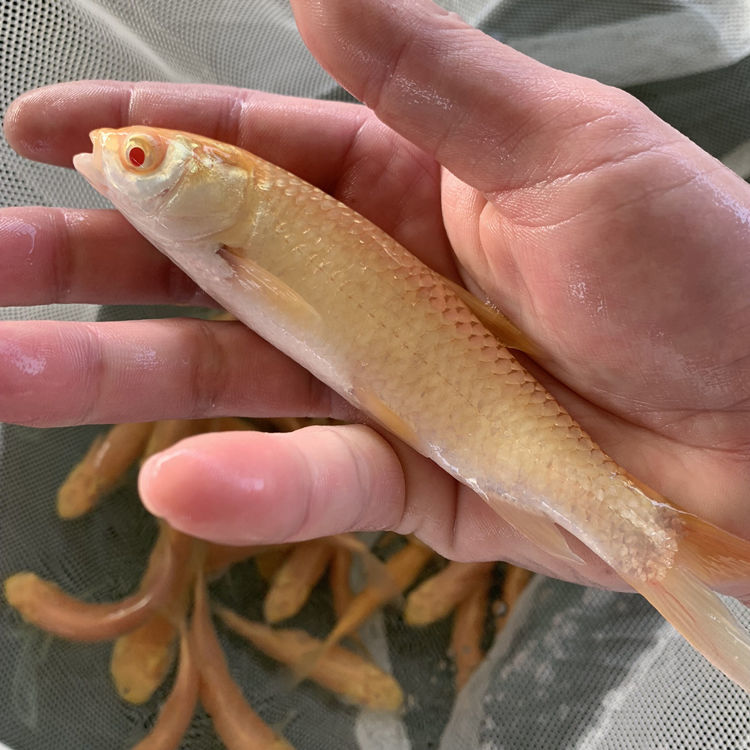 赤目金丝鲩 赤目黄金鲩 红眼金草鱼鱼 大型冷水观赏