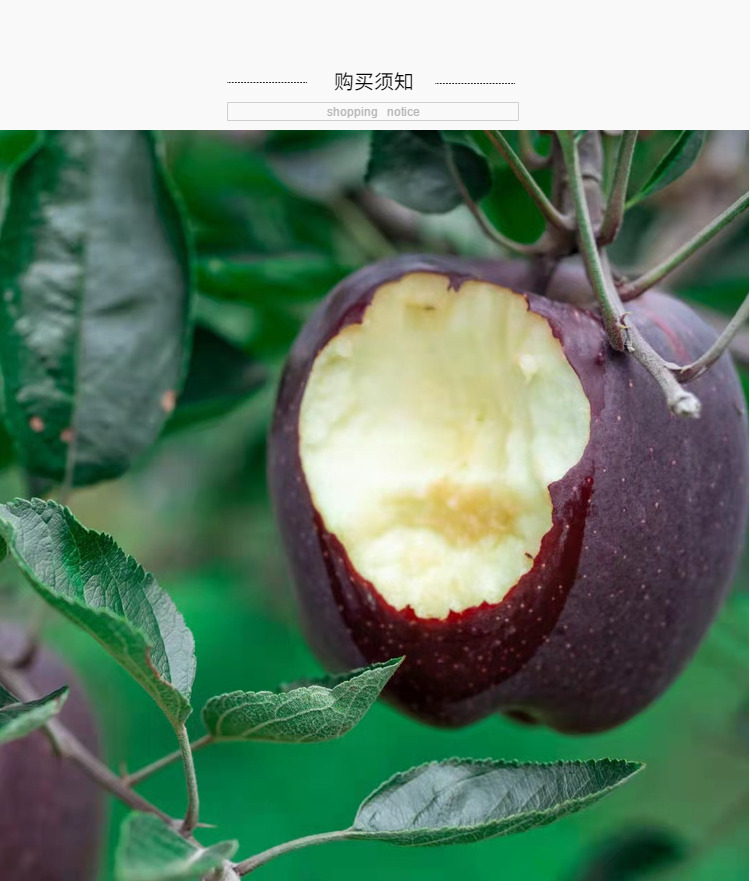 黑卡苹果黑钻苹果黑色苹果脆甜苹果水果整箱 5斤 75mm(含)-80mm(不含)