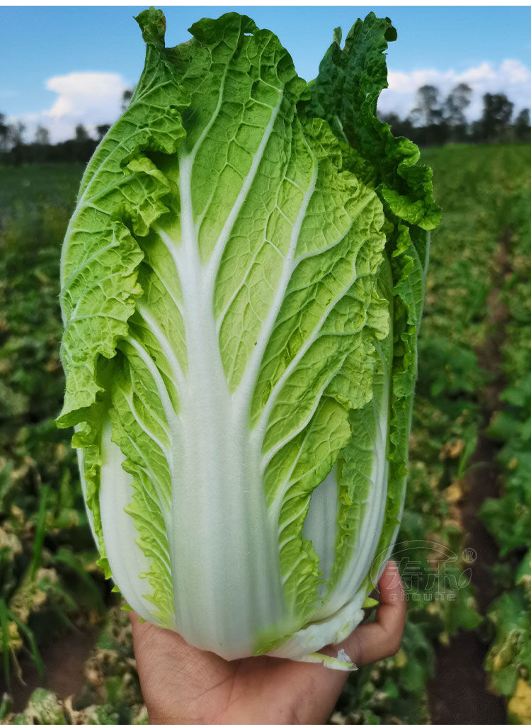 冬季秋播大白菜种子18斤大白菜包心种子南北方冬天蔬菜种子耐寒热 大