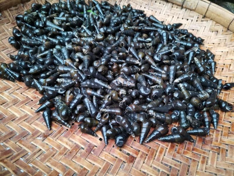 广西新鲜山坑螺野河坑螺黑钉螺黑螺长螺丝山螺特产5斤中大个