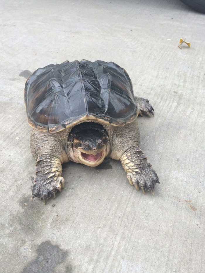 佛鳄龟巨型乌龟活体宠物鳄龟50斤大鳄超大便宜养观赏 19斤【图片 价格