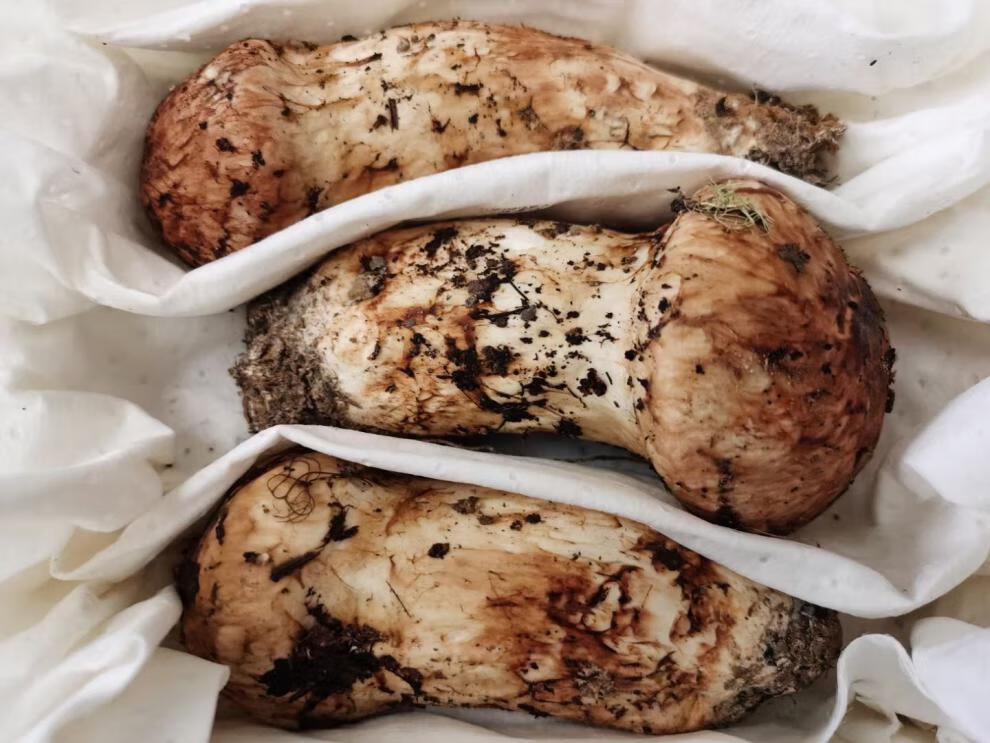 【现货】云南新鲜松茸菌出口级精挑山珍菌菇松茸500g 9-12cm出口级精