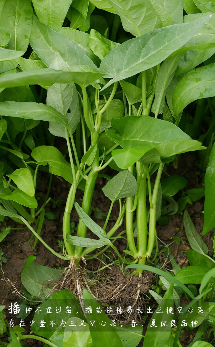 寿禾大叶三叉空心菜种子阳台盆栽三叉空心菜苗10棵
