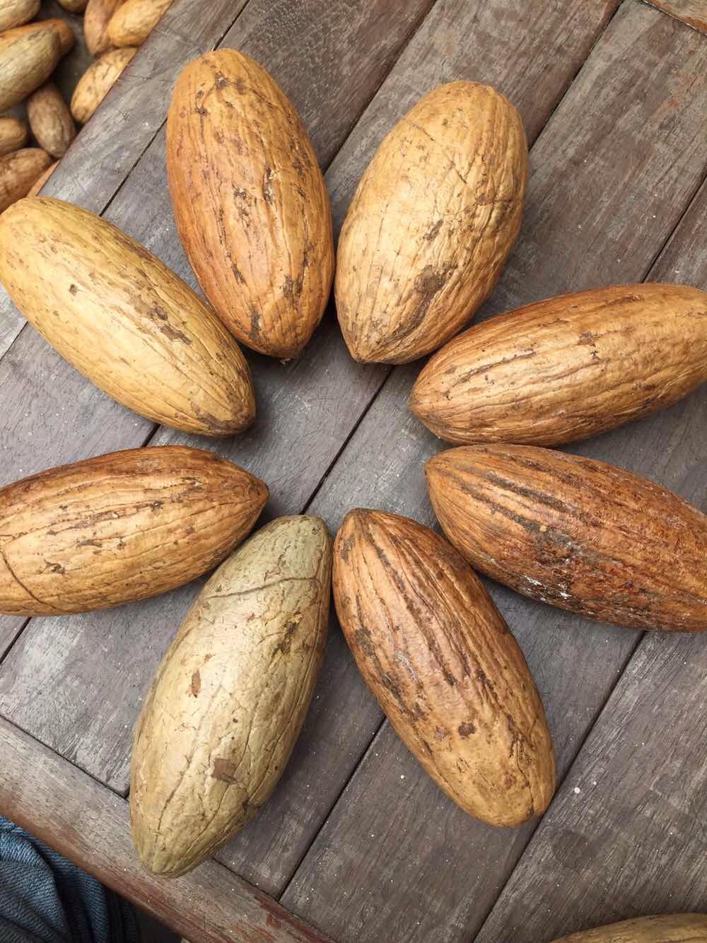 老凤凰千眼菩提原籽超大菩提子原果精品千眼菩提果大菩提红绿白果原料