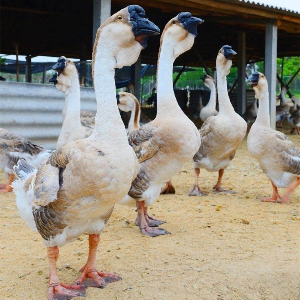 【京东推荐】一斤狮头鹅幼崽一个月特大狮头鹅活鹅小苗半大鹅活苗纯种