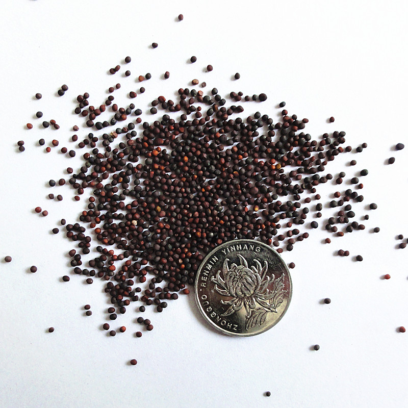 上海青种子农家菜园大田春夏秋冬四季种植小青菜鸡毛菜籽易播蔬菜