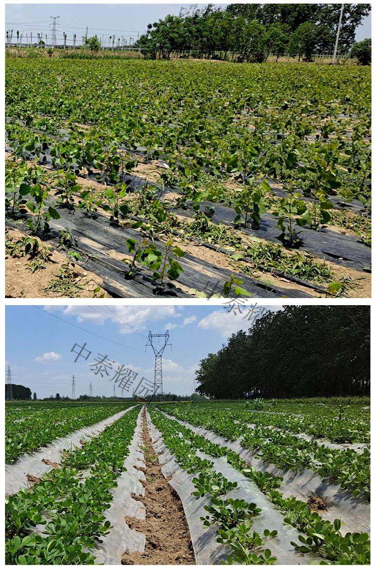 农用薄膜地膜白地膜农用白膜保温保湿蔬菜大棚果园种植防草地布膜工程