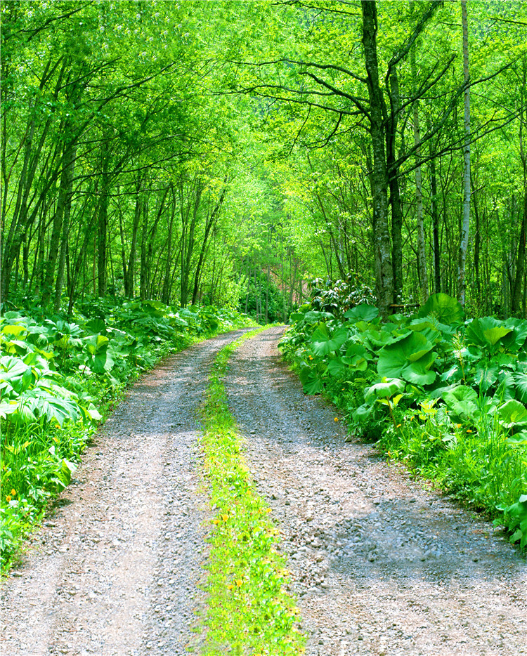 特价捡漏直播间山水风景背景布3d立体新款网红直播间主播装饰快手抖音