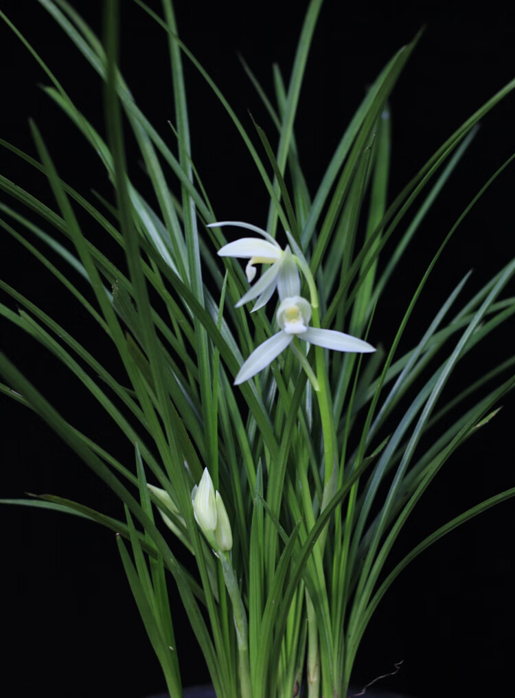 小雪素 兰花云南莲瓣兰名品 原生种 室内盆栽办公桌绿植盆景 1苗(2苗