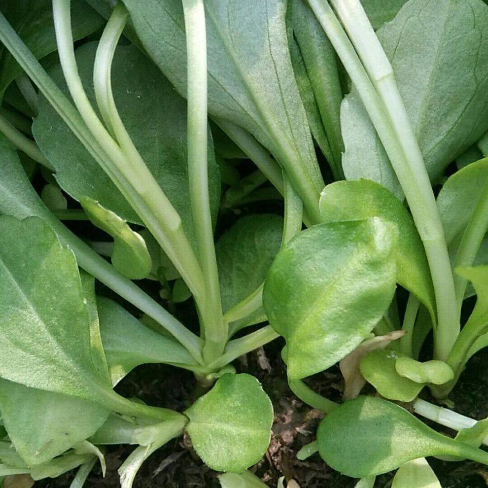 上海南汇马兰头 3斤 新鲜路边菊鸡儿肠凉拌冷拼沙拉小食菜 一斤【图片