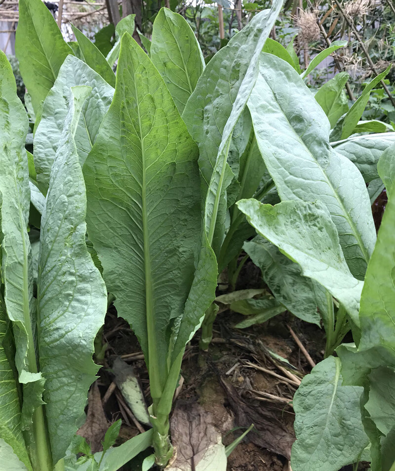 正宗高州唛种子甜麦菜种籽苦麦菜种唛菜籽蔬菜种麦菜特色软嫩爽甜高州