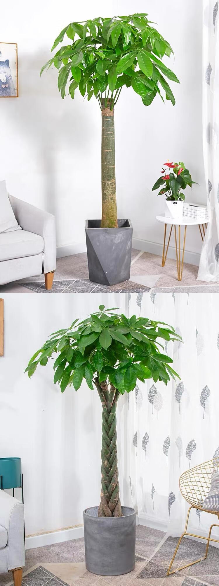 独杆发财树盆栽大棵辫子室内外客厅大型四季好养好养办公室绿植花091