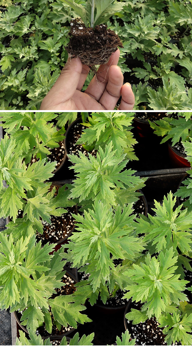 艾草苗盆栽四季种植苗秧新鲜艾蒿草艾叶香草盆栽秧苗种金边艾草苗12棵
